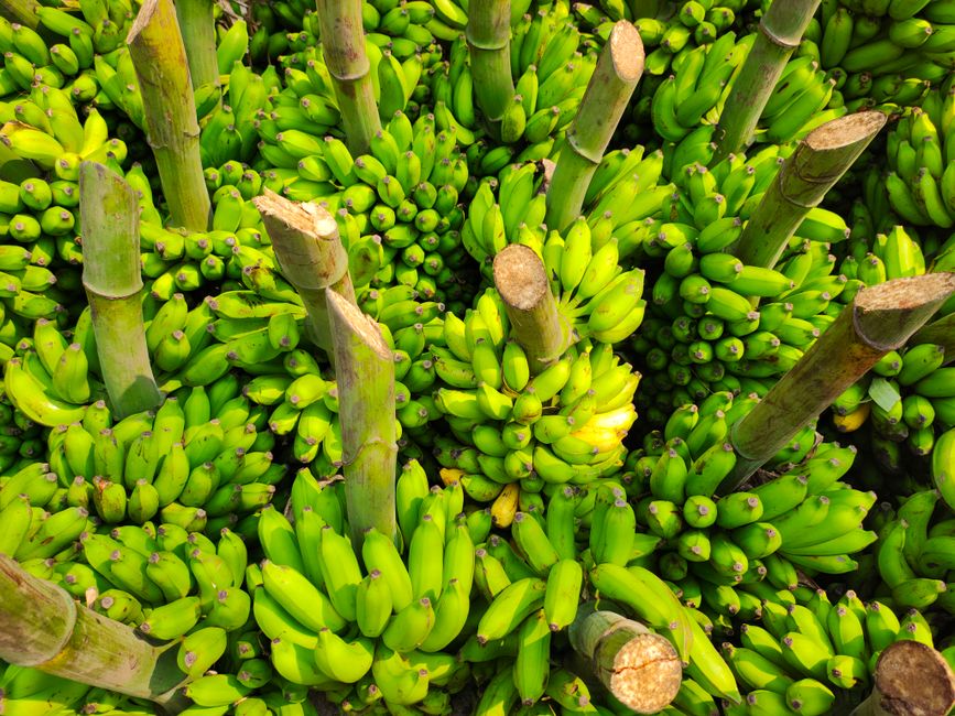Biomassa de banana-verde