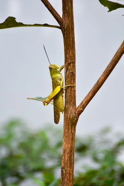 Foto da receita pronta de Grasshopper