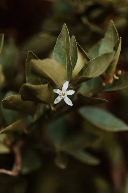 Foto da receita pronta de Jasmine Flower Collins