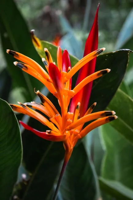 Jungle Bird