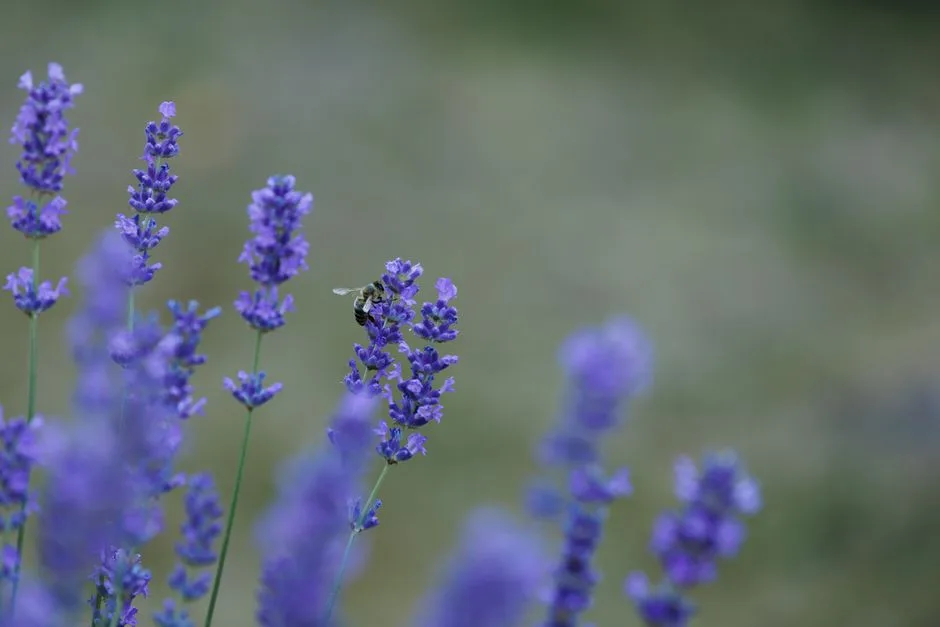 Foto da receita pronta de Lavender Bee's Knees
