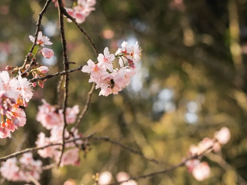 Foto da receita pronta de Sakura Blossom Spritz